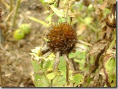 seeds 003
