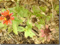 seeds 004