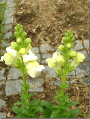 seeds 009