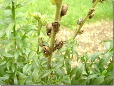 seeds 010