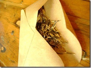 seeds 047
