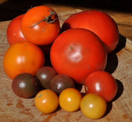 what to do with garden tomatoes