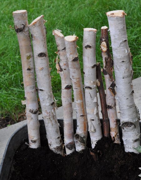 birch poles in an outdoor planter