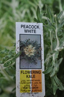 peacock white flowering kale