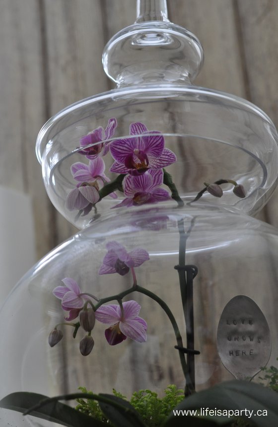 apothecary jar terrarium orchid