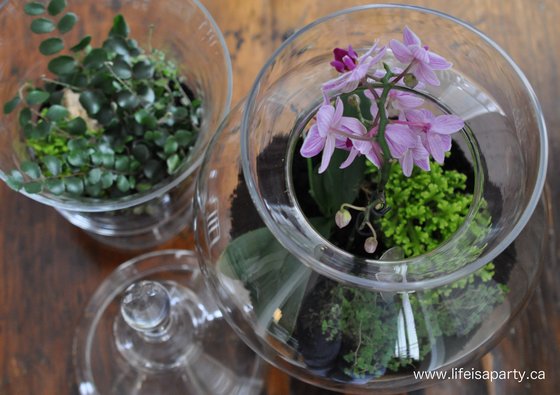 How To Make A Terrarium in a apothecary jar