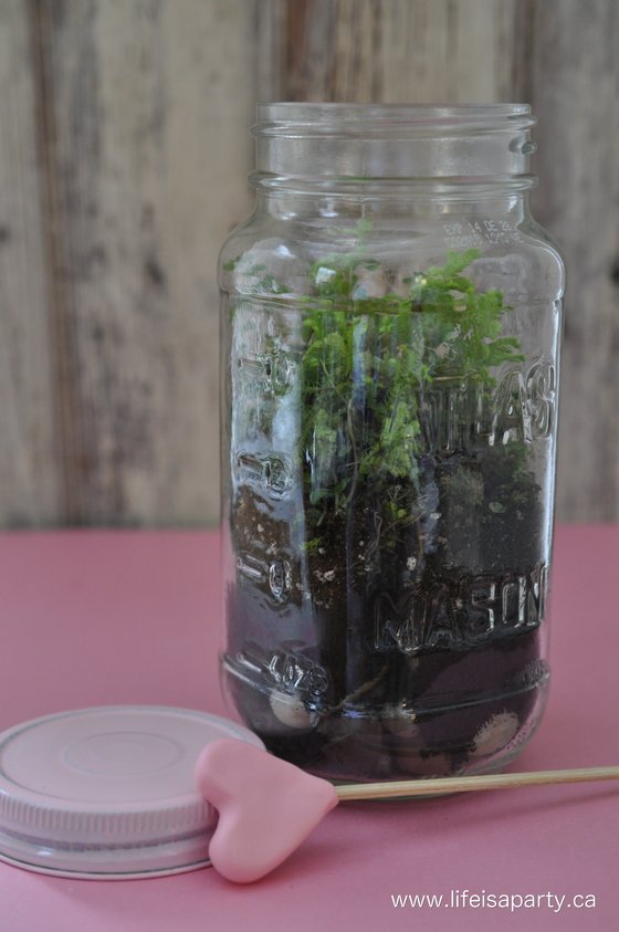 creating a terrarium in a mason jar