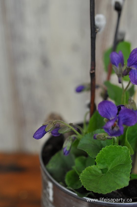 purple violets in a tin can pot