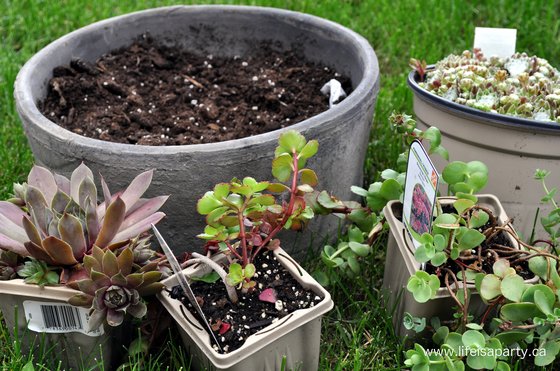 succulent planter