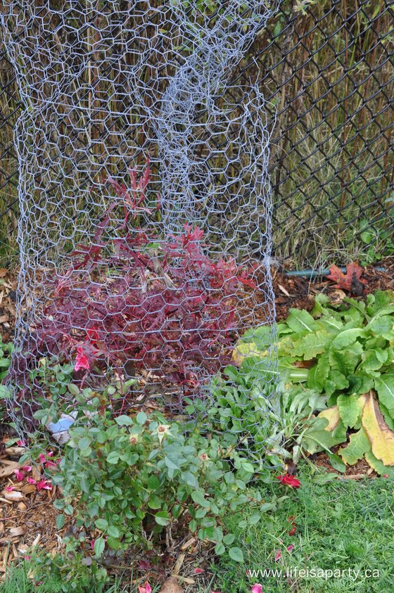 using chicken wire to protect plants from rabbits during the winter