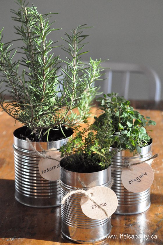 How to Make a Tin Can Herb Garden
