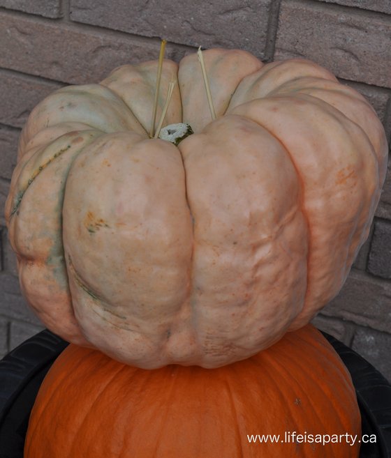 how to stack pumpkins