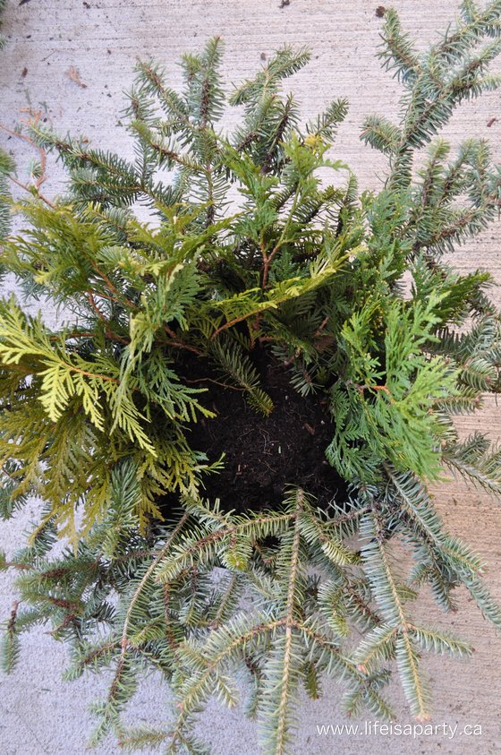 how to make your own Christmas outdoor planter