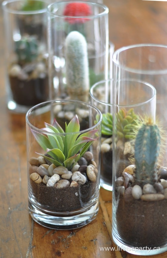 Faux Succulents potted in real soil to look real
