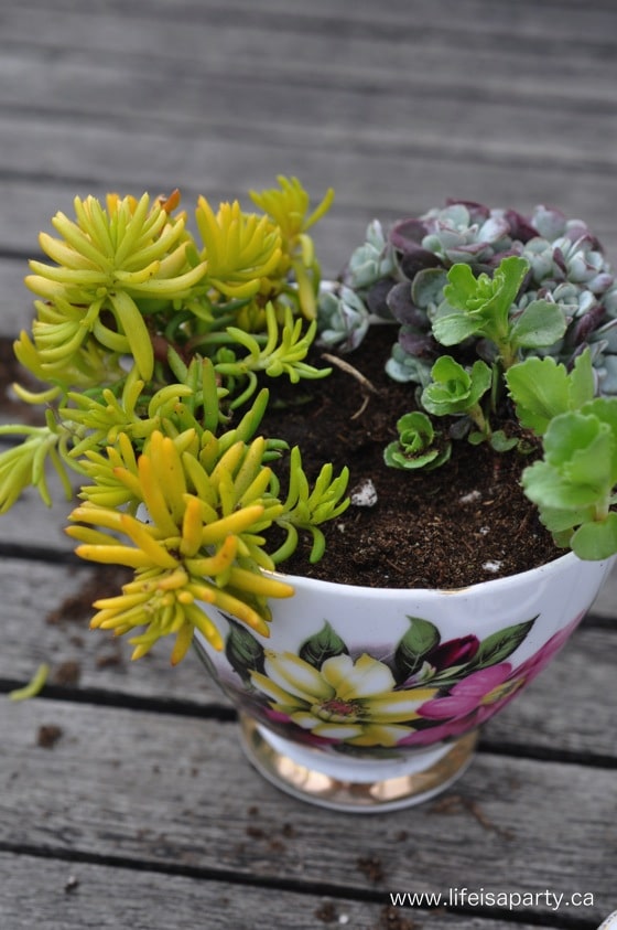 succulents planted in a teacup for a fairy garden