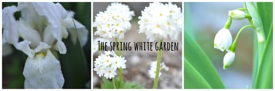 Spring White Garden: 10 favourite spring plant ideas to add to your white garden. All beautiful perennials and bulbs that will come back year after year.