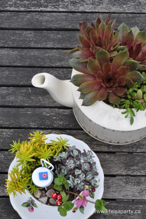 Teacup Fairy Garden and succulents in a teapot