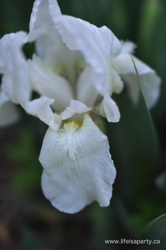 White dwarf miniature iris