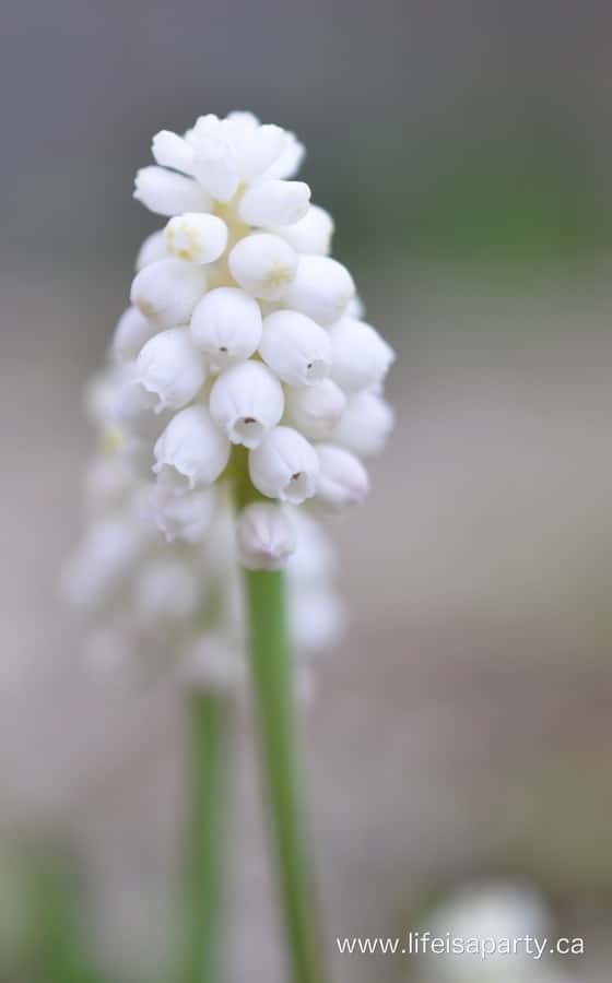 White grape hyacinth