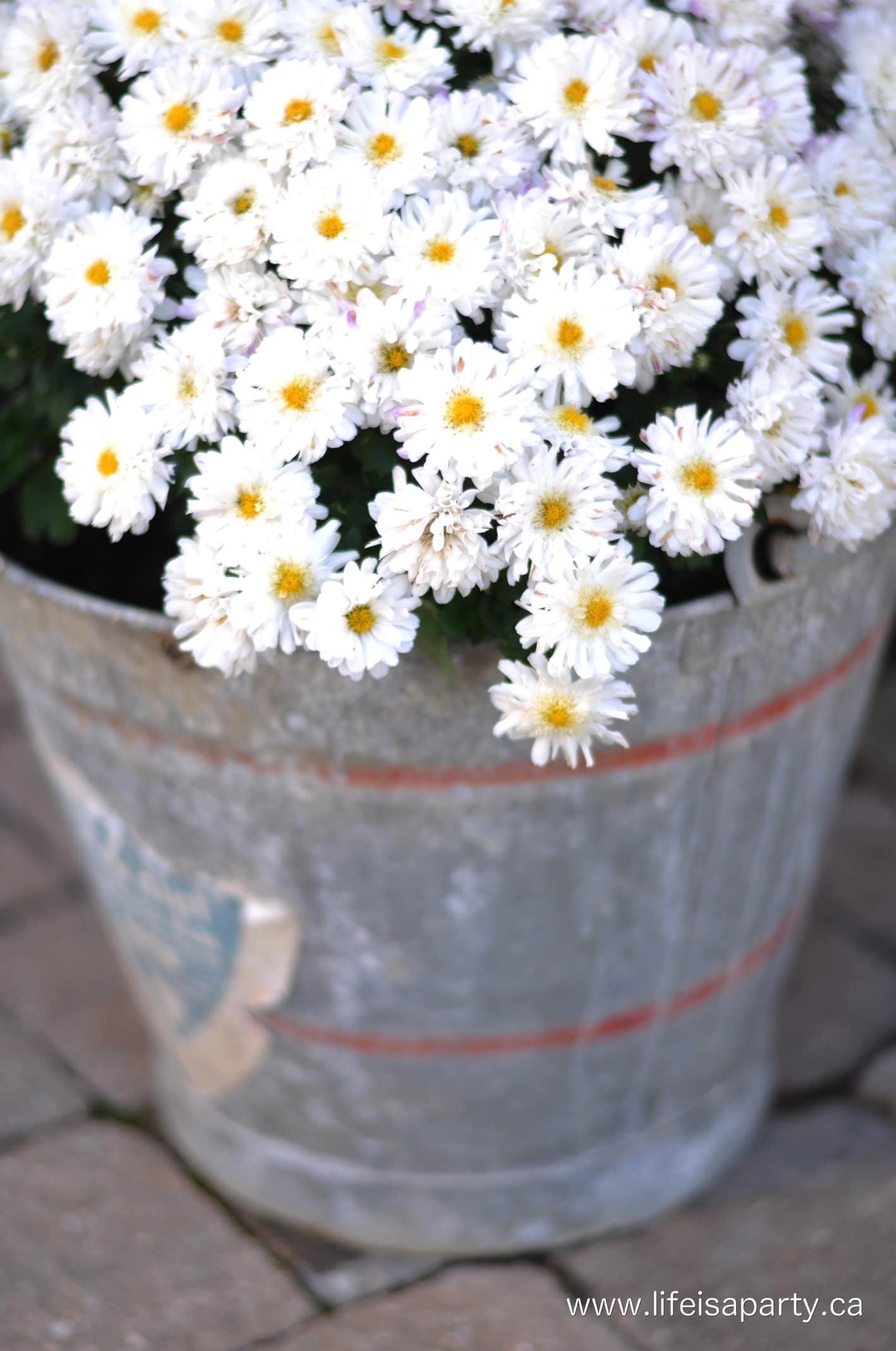 fall mums in a galvanized bucket