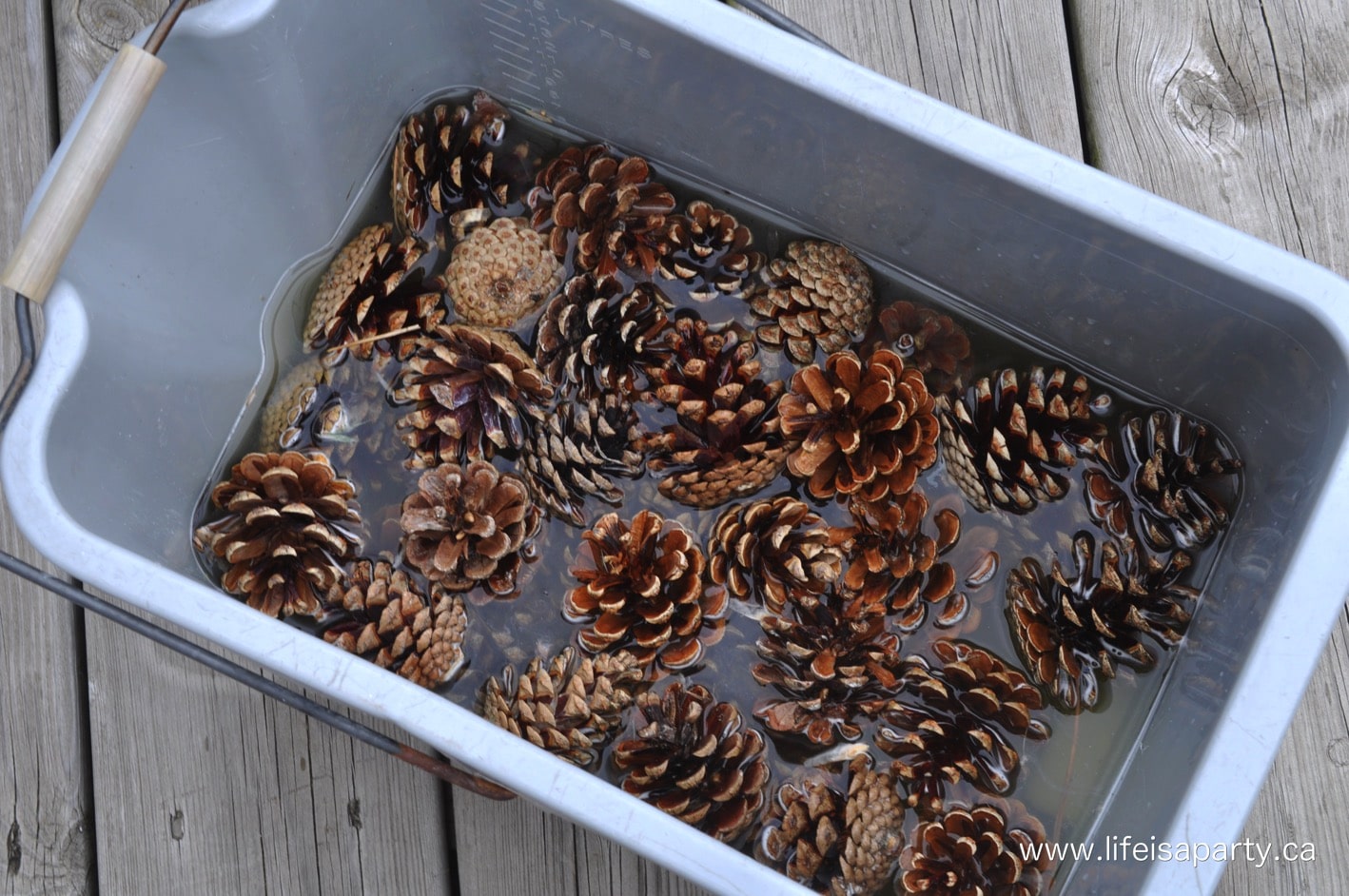 bleaching pinecones in a bucket