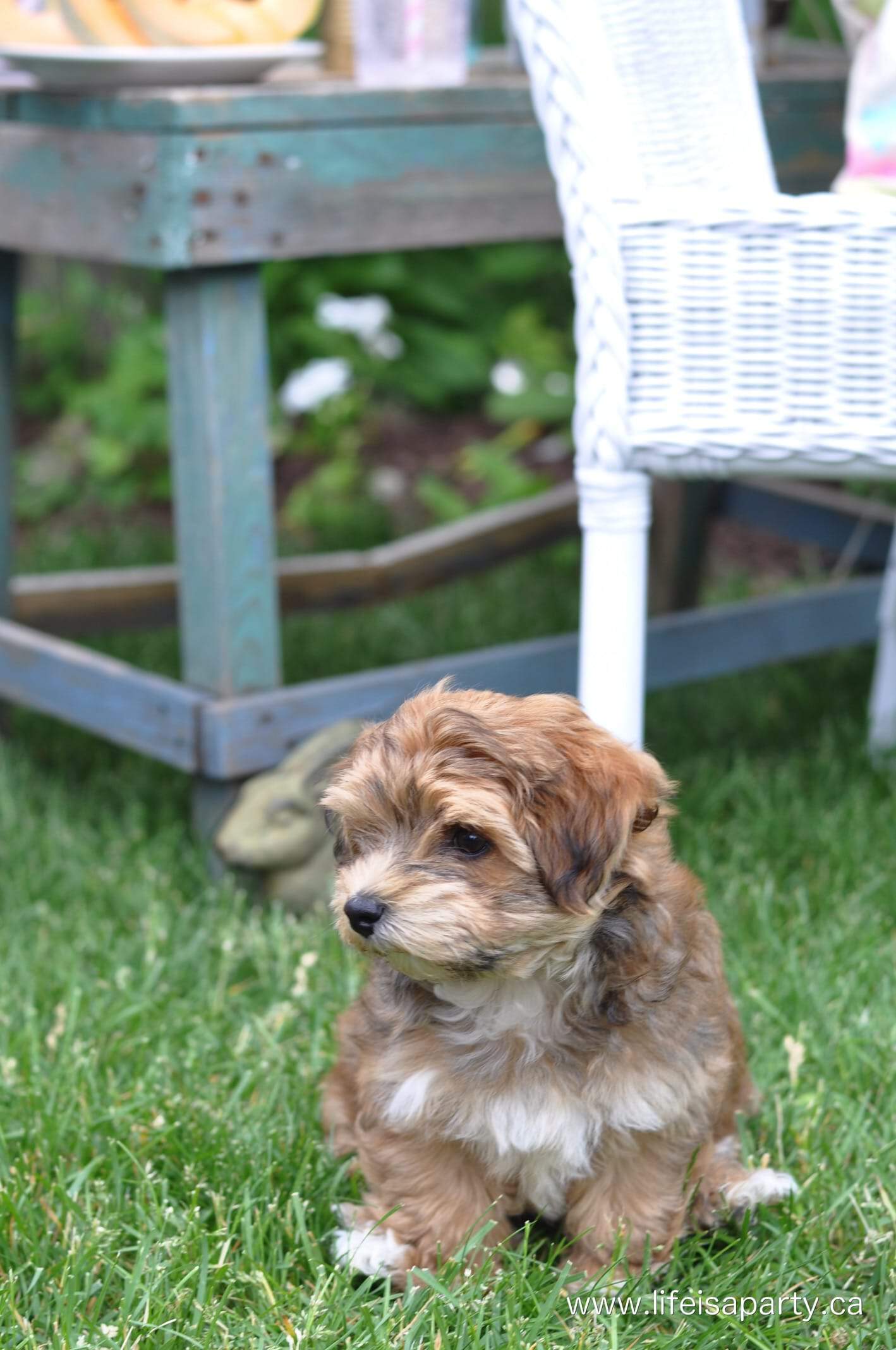 Havanese puppy