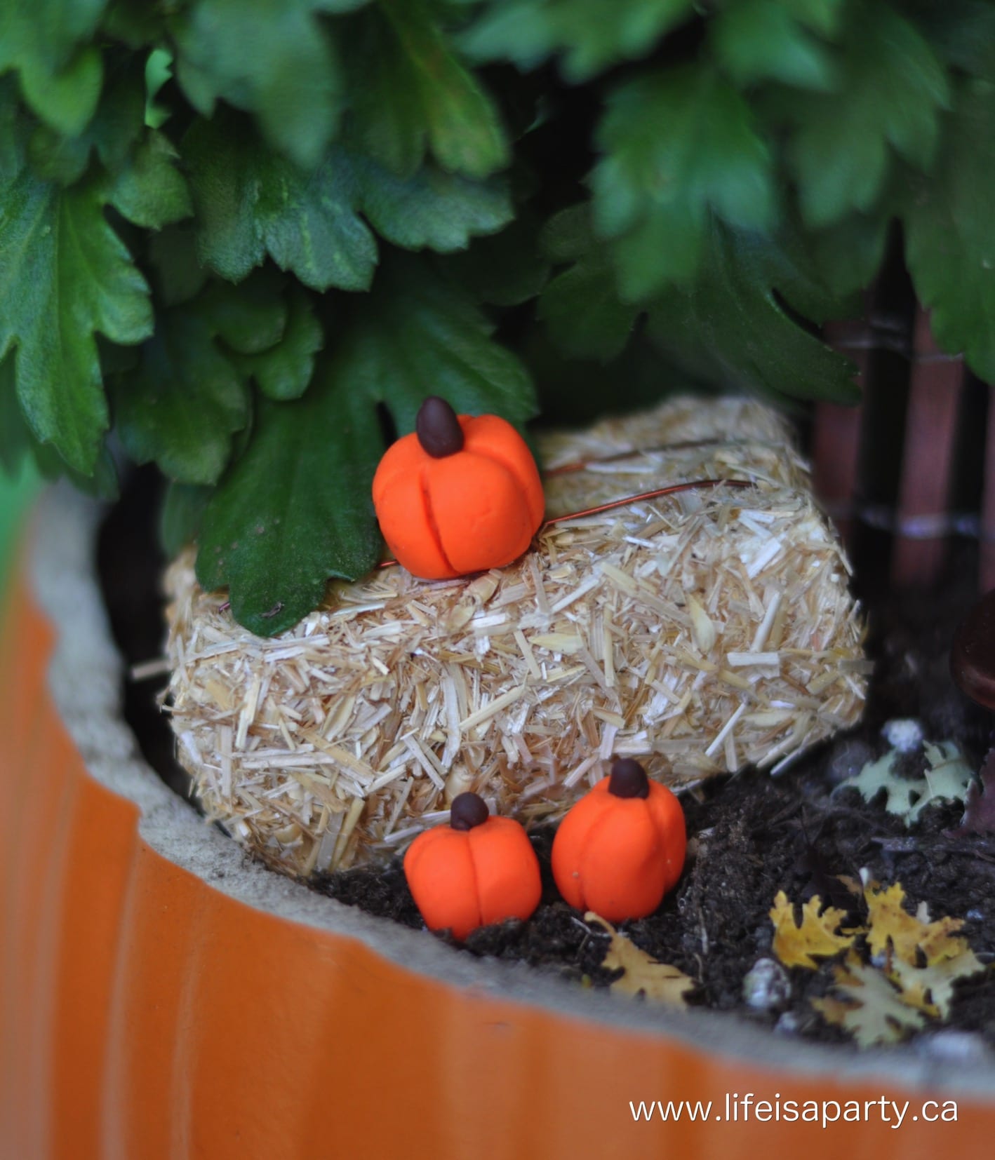 How To Make a Fall Fairy Garden: Easy step by step guide to creating your own.