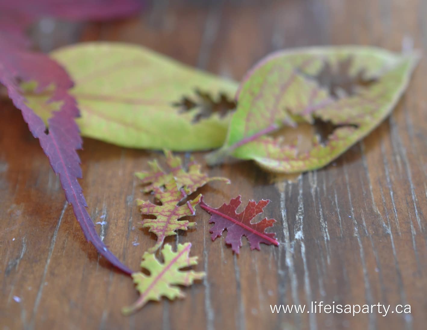 miniature fall leaves