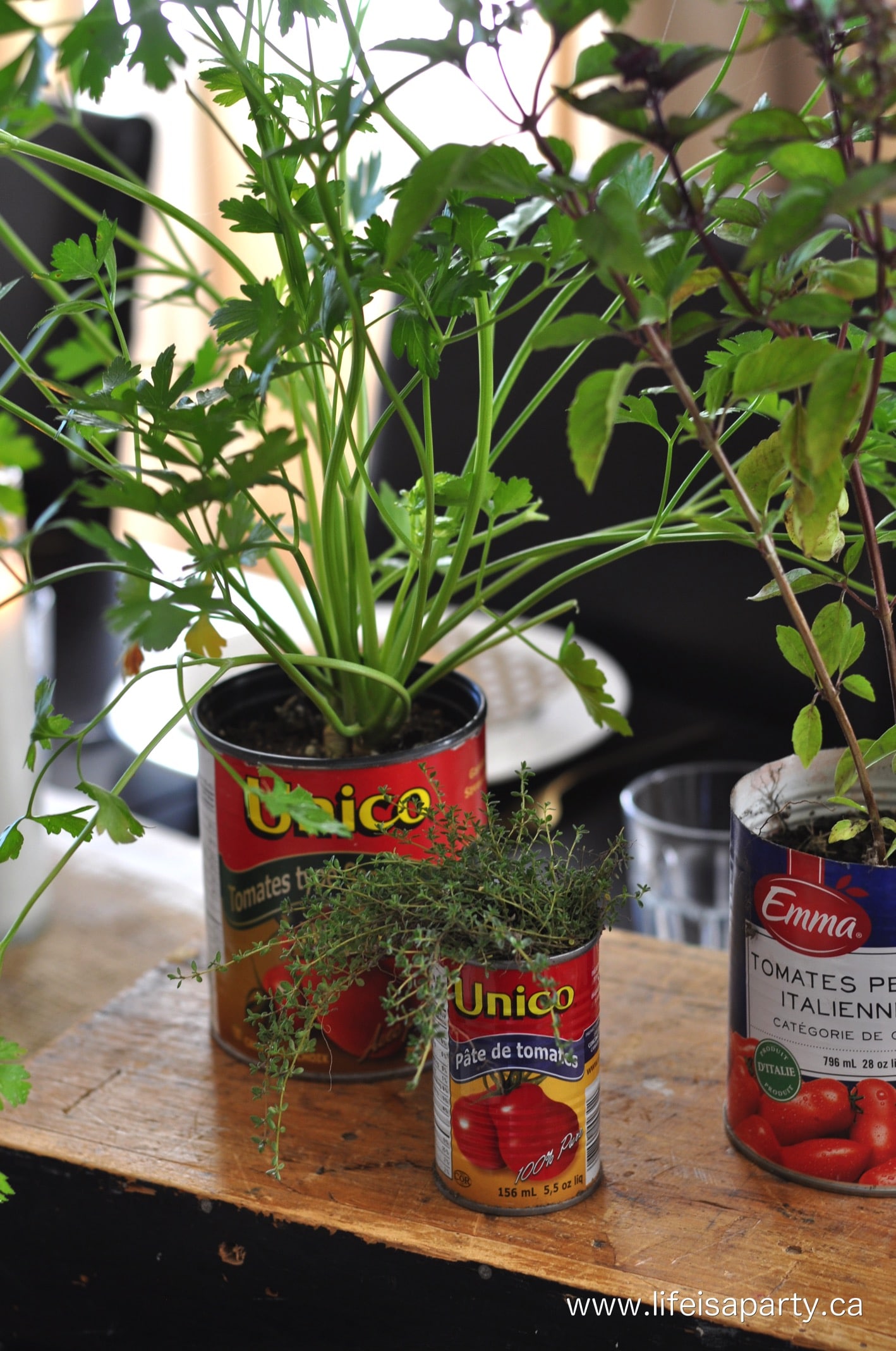 Italian party centre piece of herbs planted in tomato tin cans