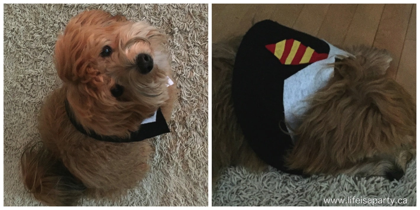 Harry Potter dog costume