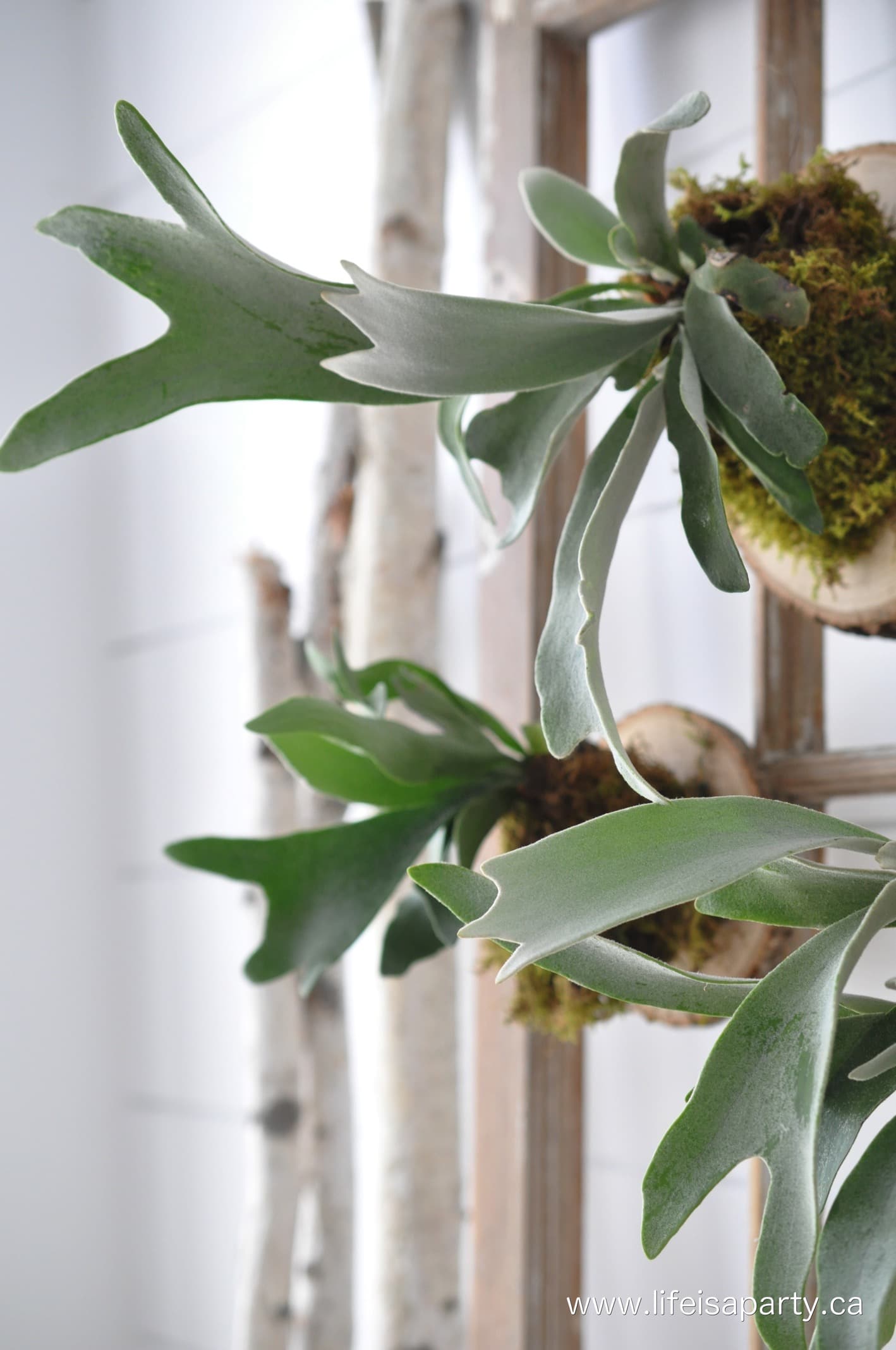 How To Mount A Stag Horn Fern