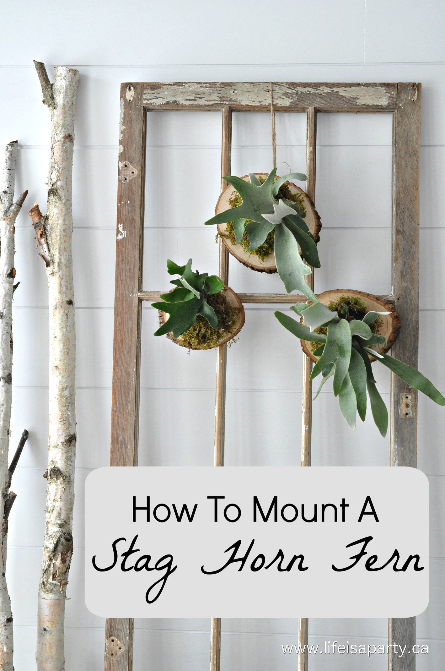 How To Mount A Stag Horn Fern: great tutorial to take a potted stag horn fern and mount it onto wood so it can hang.