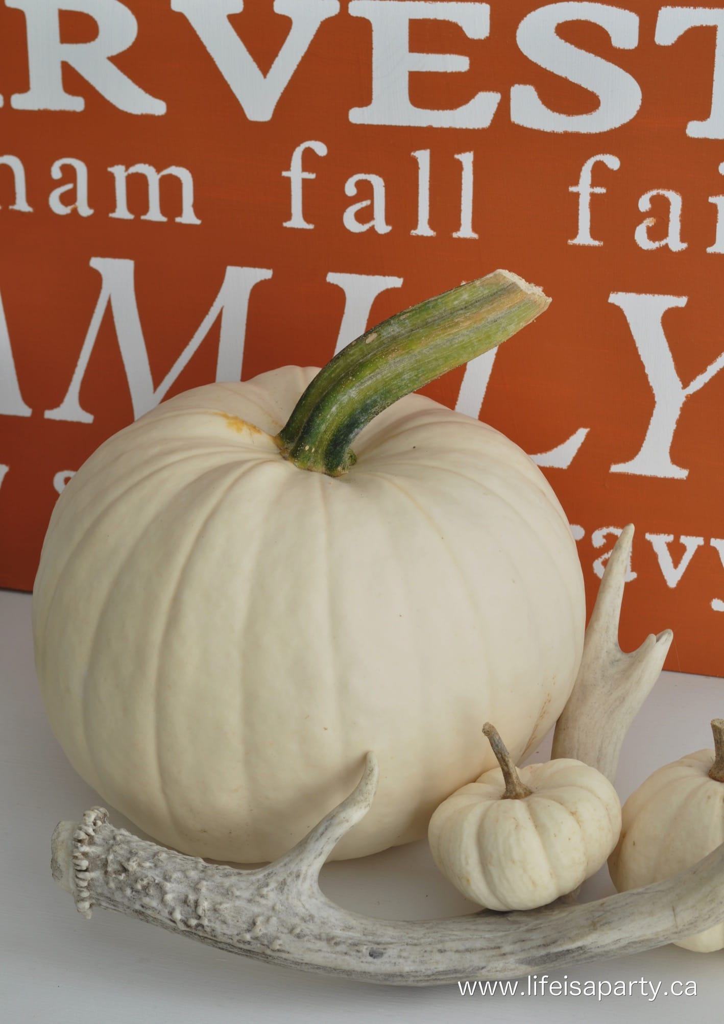 white pumpkins and antler