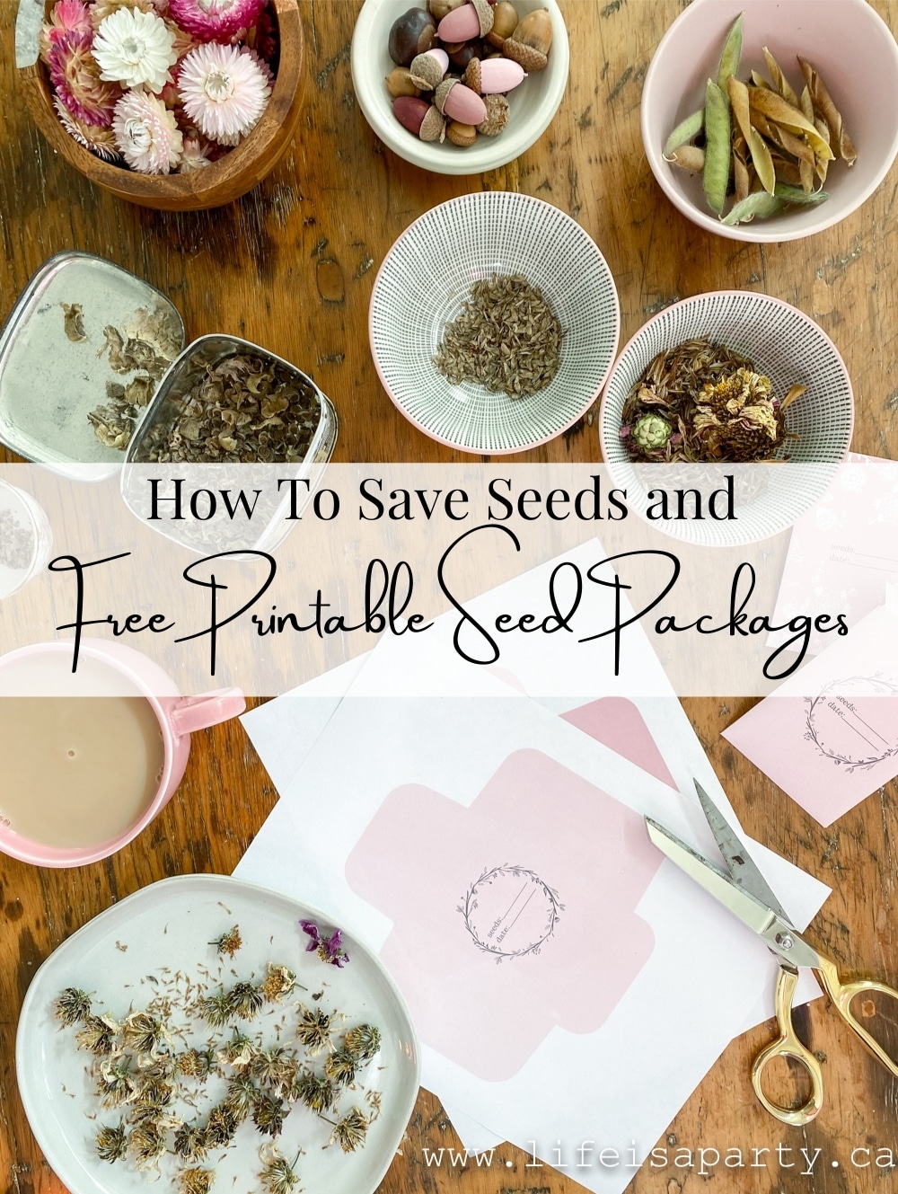 How To Save seeds and Free Printable Seed Packages To Store Them: save the seeds of your favourite plants to grow again next year.