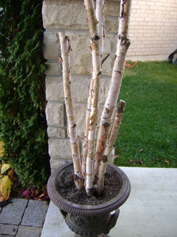 birch poles in an urn