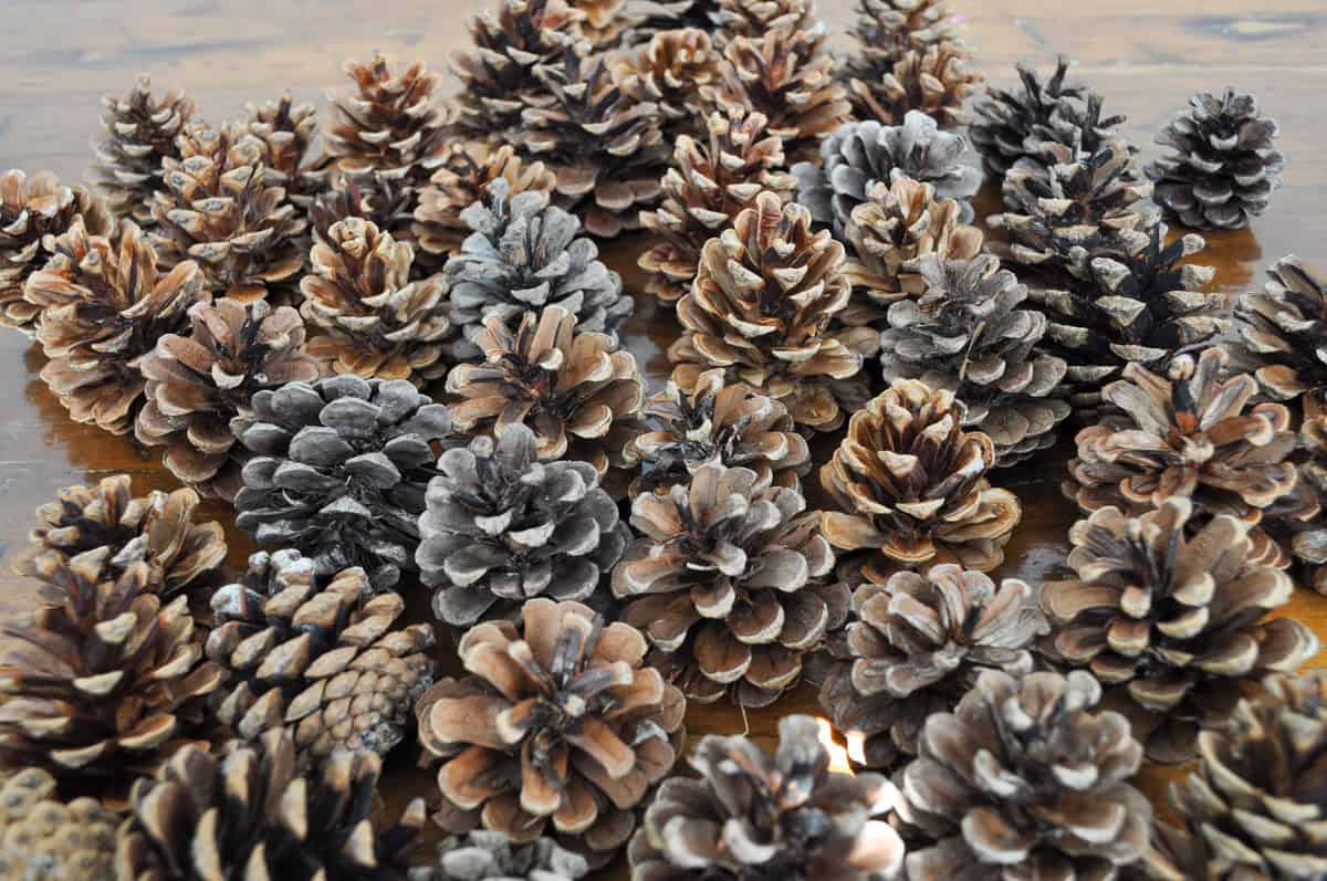Baking pinecones in oven to prepare them for wreath making.