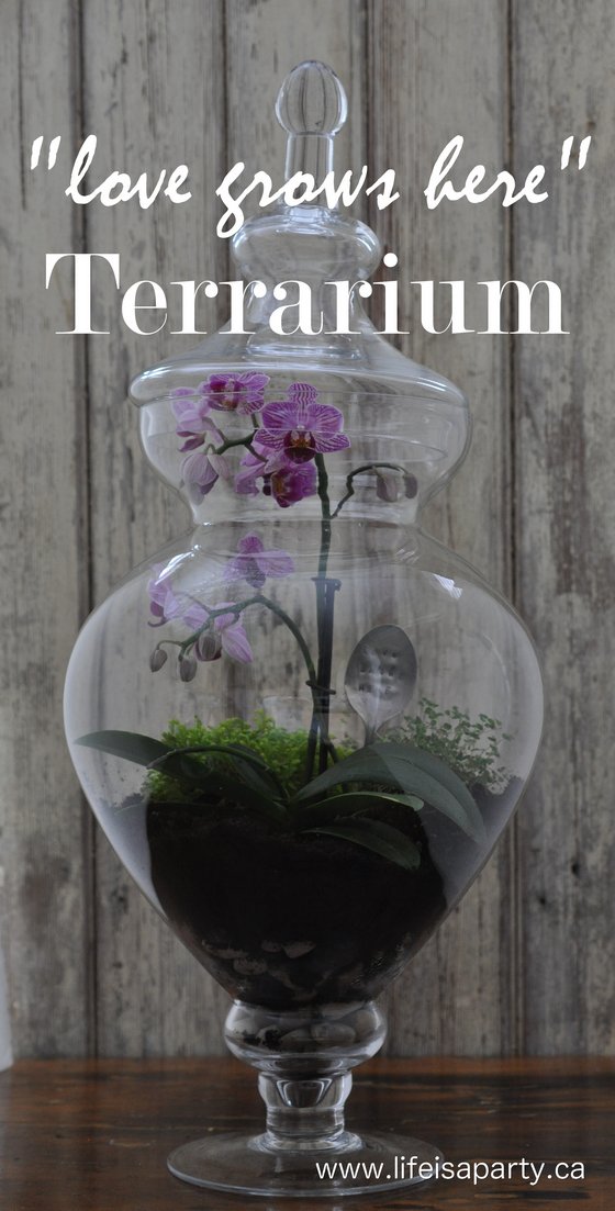 How To Make A Terrarium: How to make a beautiful terrarium in an apothecary jar, using fish tank charcoal to create a micro-climate without mould.