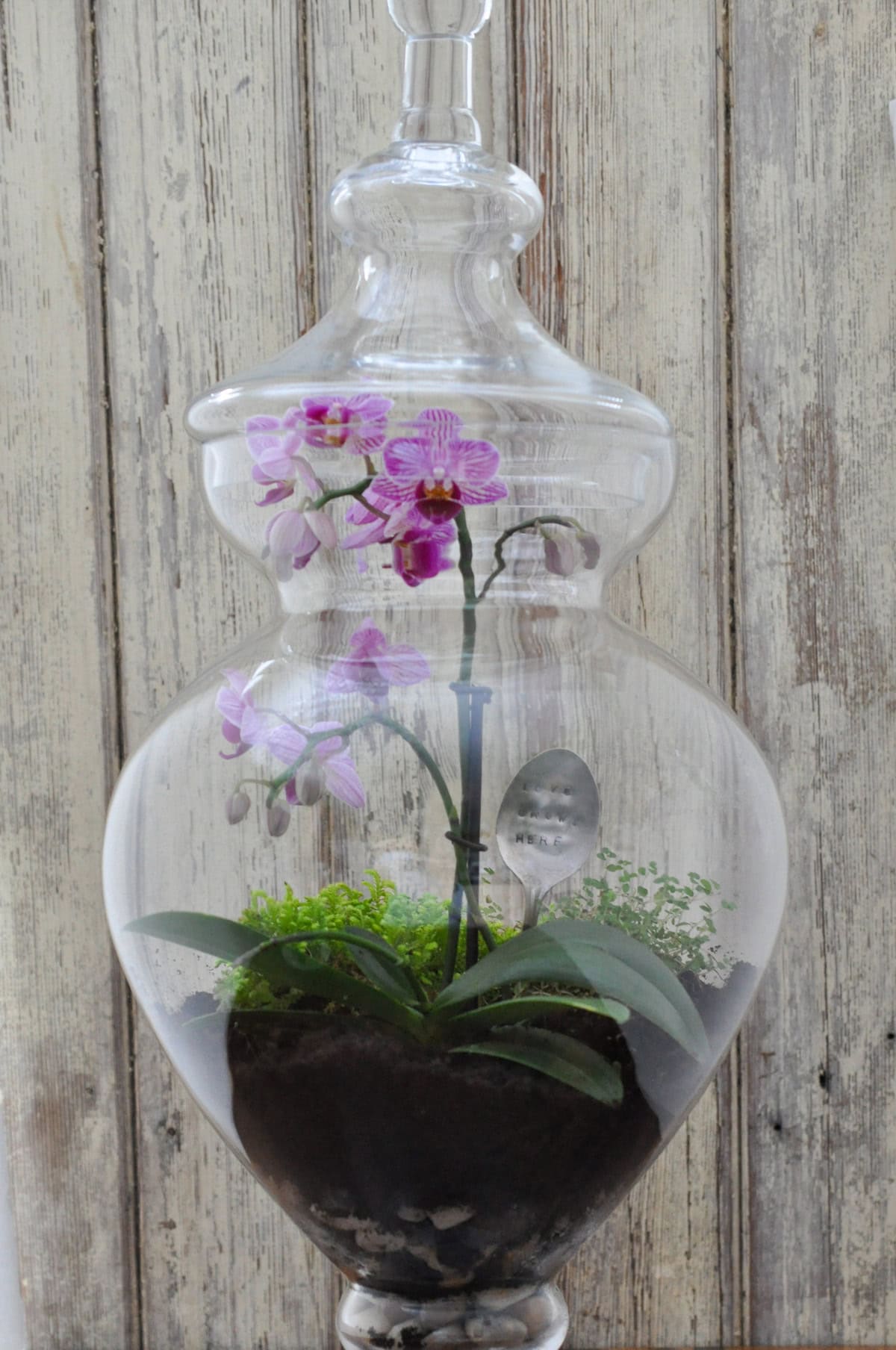How to make a terrarium in an large jar.