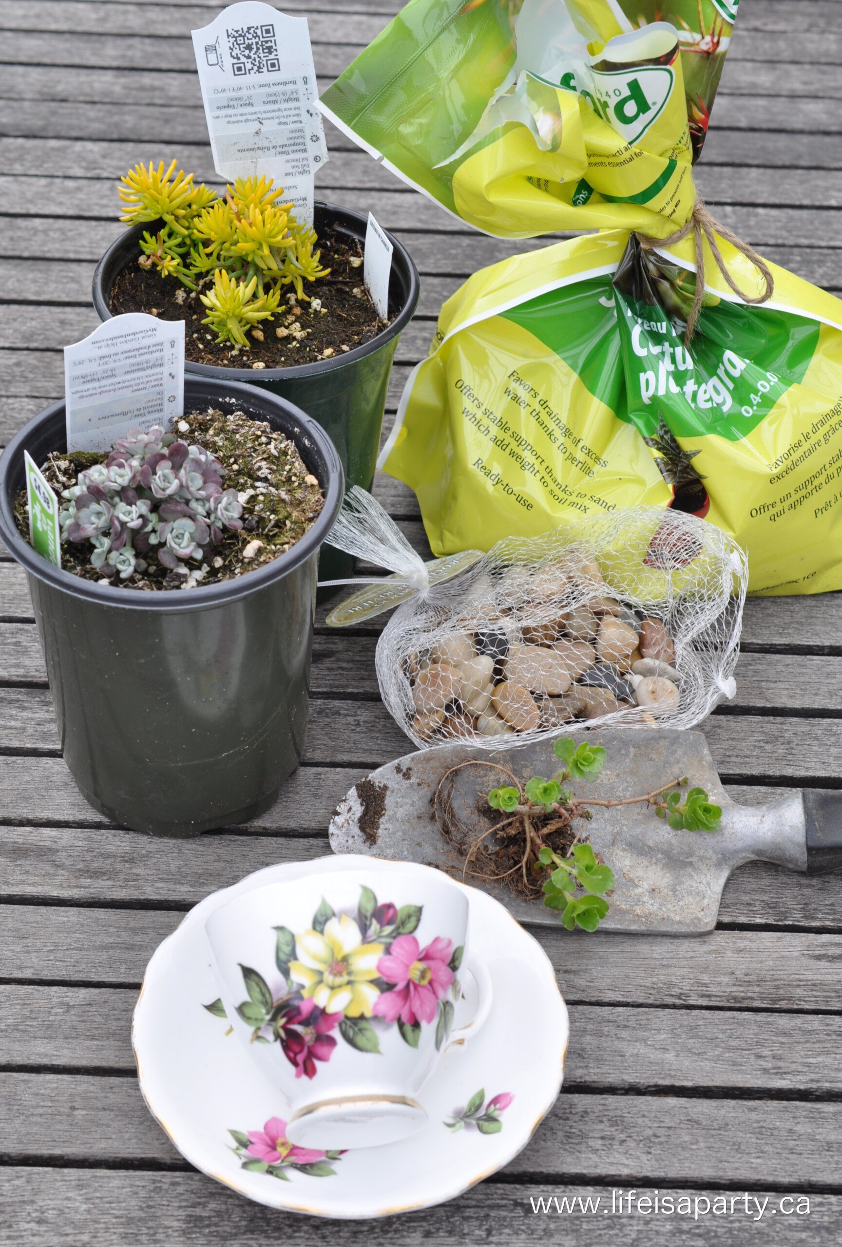 how to plant a fairy garden 1.jpg Materials for teacup fairy gardens, including soil, plants, small stones, and vintage teacup.