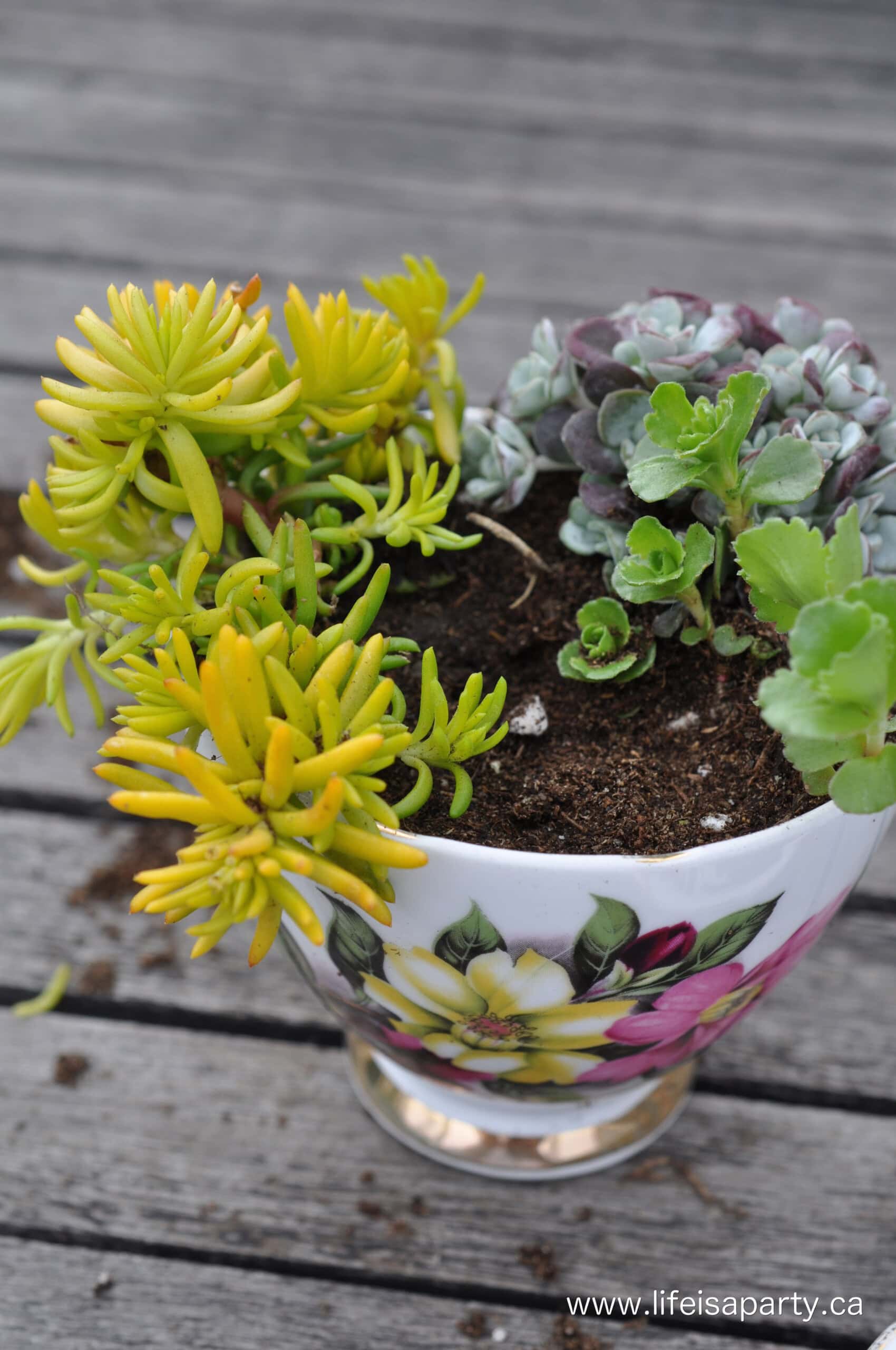miniature garden in a teacup.jpg Teacup planted with mini succulent plants for a fairy garden.
