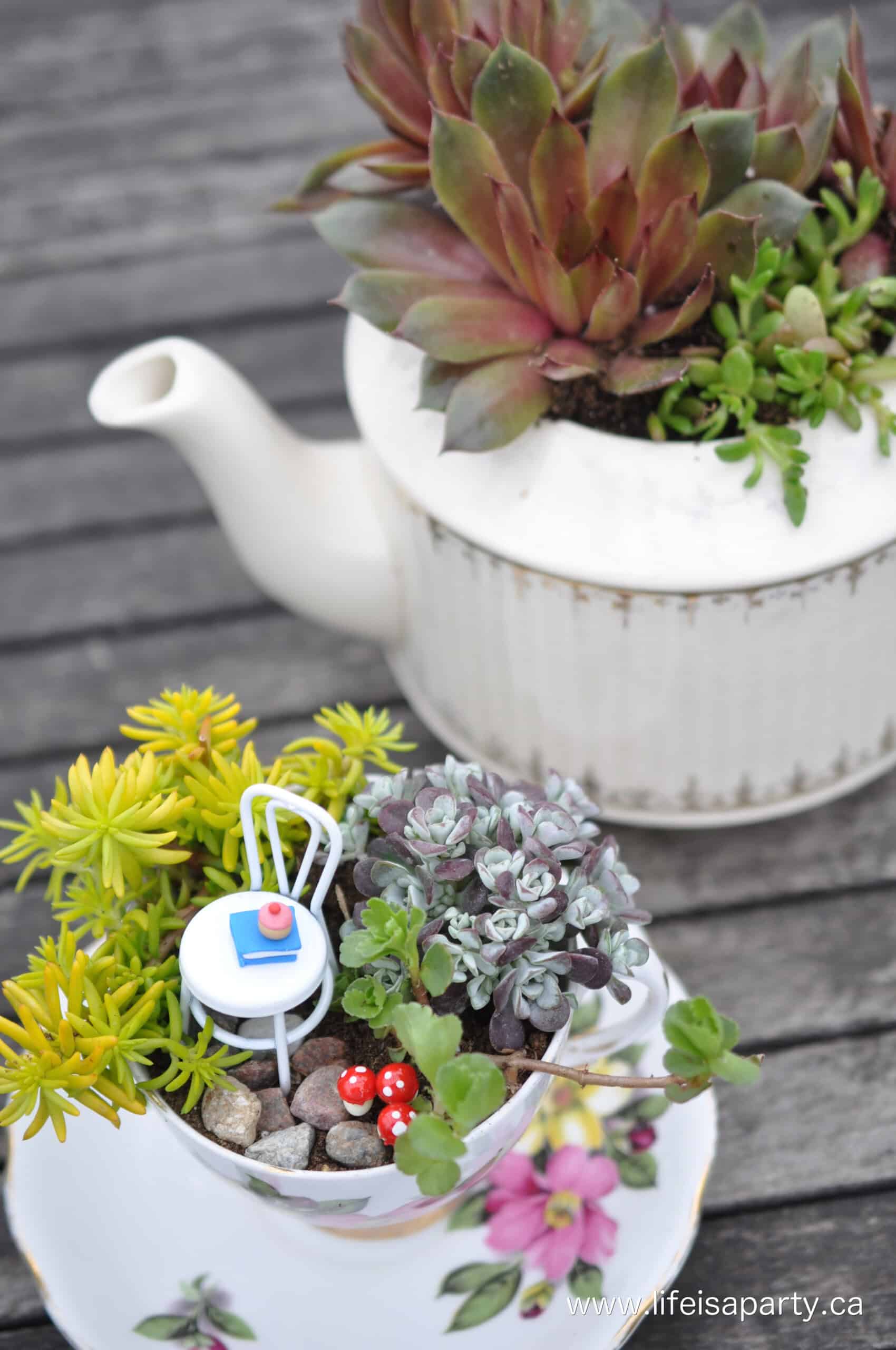 teacup fairy garden 2.jpg Teacup fairy garden with succulent plants and fairy garden accessories.