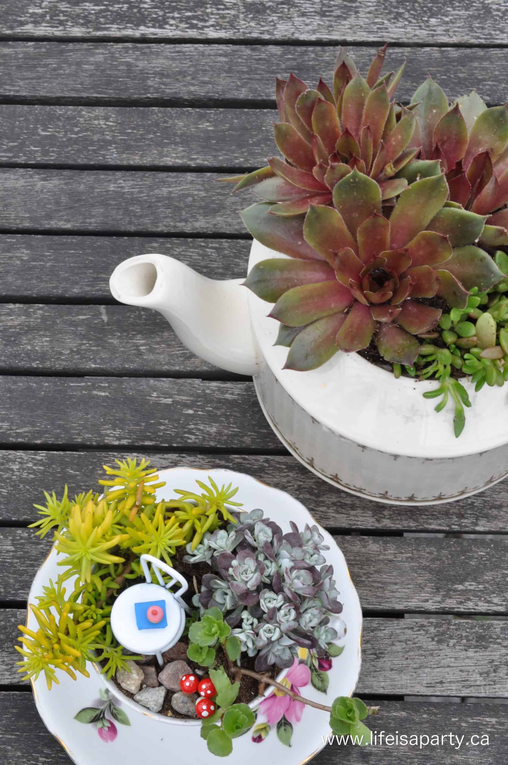 teacup fairy garden 3.jpg Teacup fairy garden with real succulent plants and fairy fairy-sized chair.