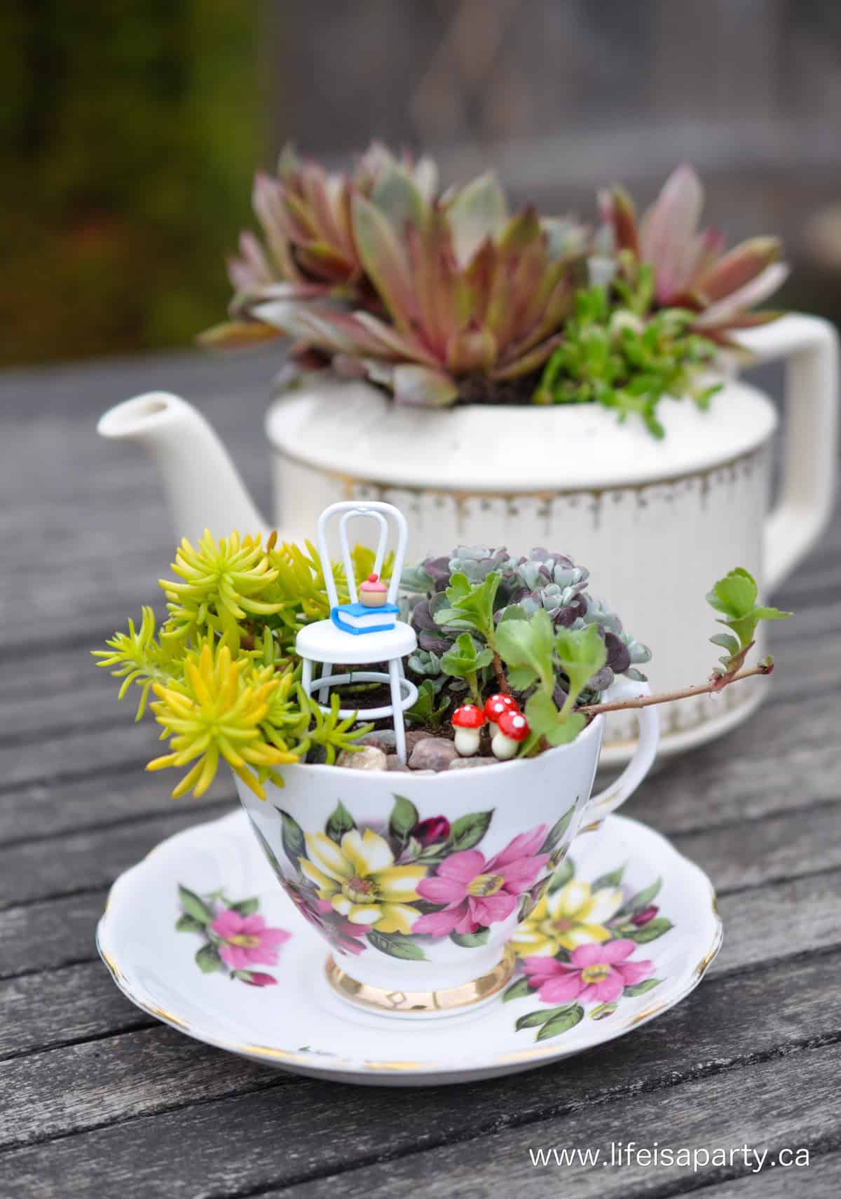 Teacup fairy garden with succulents and fairy garden accessories.