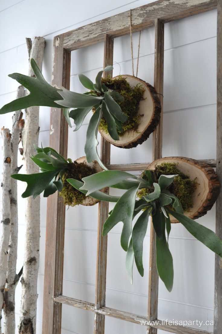 How To Mount A Staghorn Fern