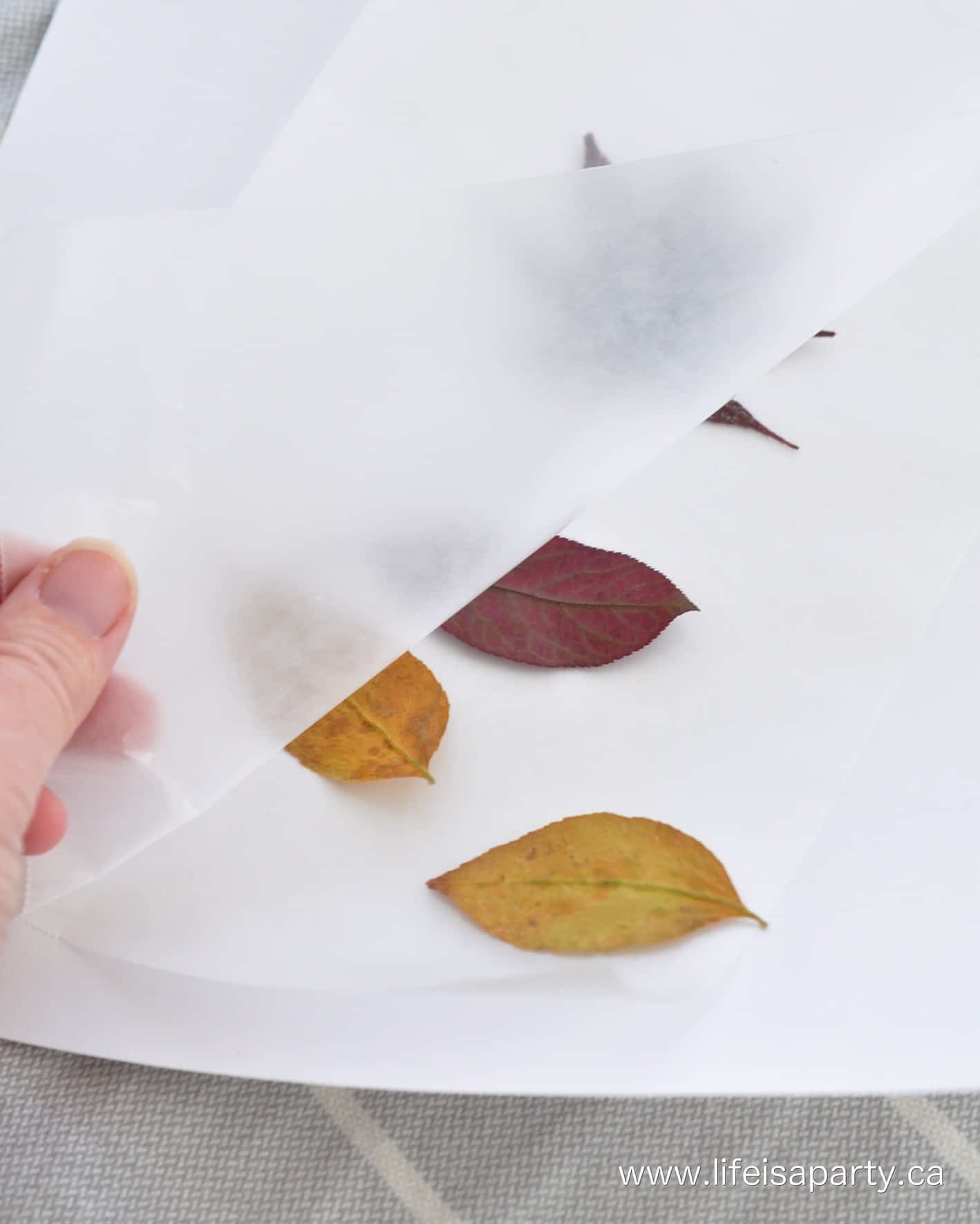 how to wax pressed leaves