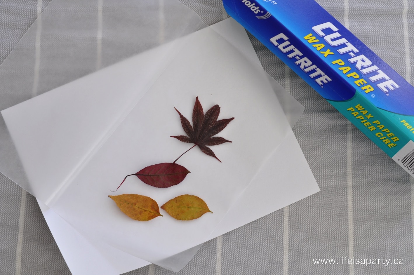 ironing fall leaves with wax paper to preserve them