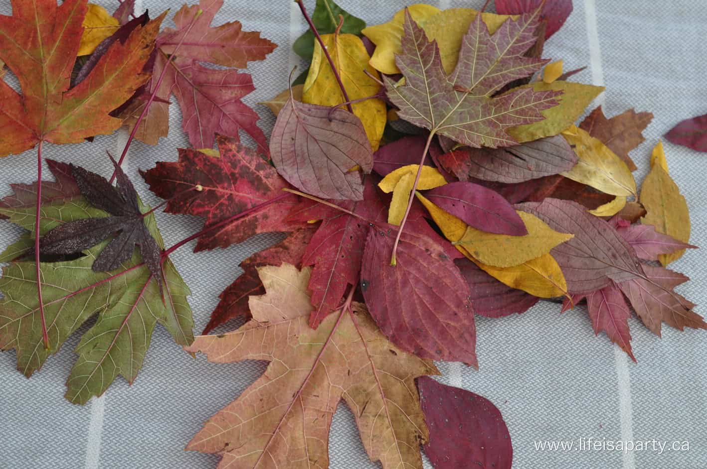 pressed fall leaves