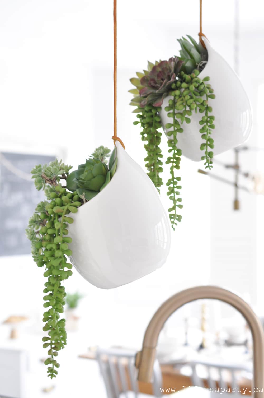 hanging succulentes 