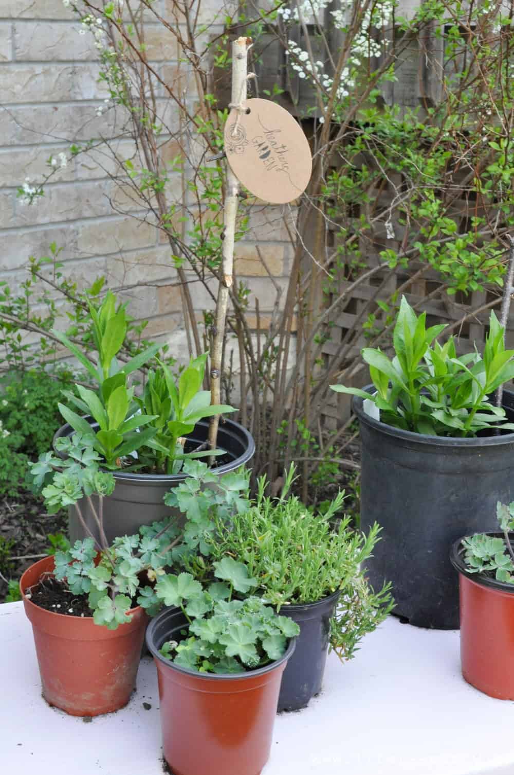 Tea Party and Plant Exchange: celebrate the beginning of gardening season with a plant exchange and tea party. Everyone brings a plant for everyone else from their garden, followed by a tea party together to celebrate the love of gardening.