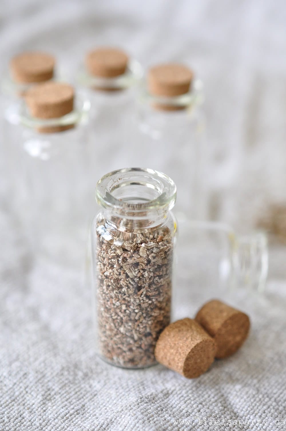 wildflower seed party favors